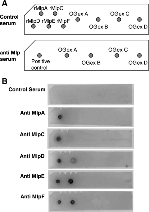 FIG. 7.