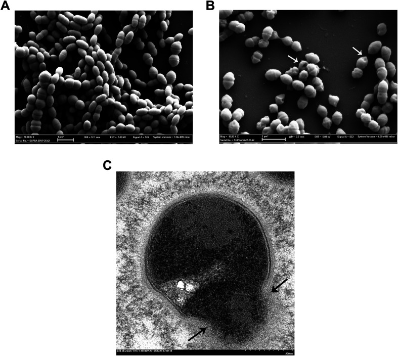 Fig. 5