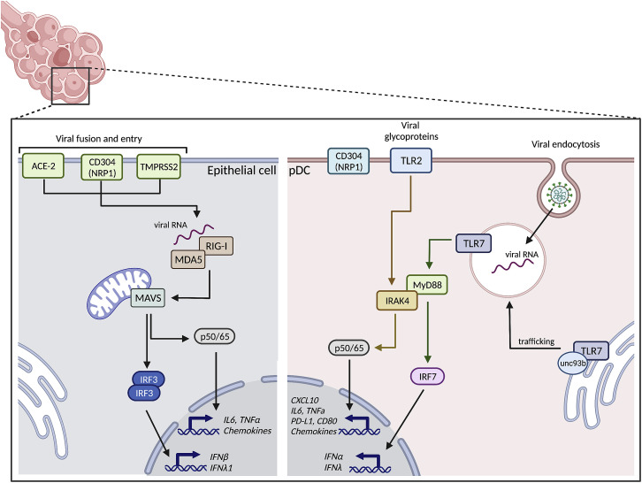 Figure 1