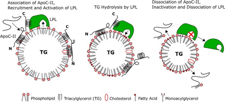 FIGURE 12.