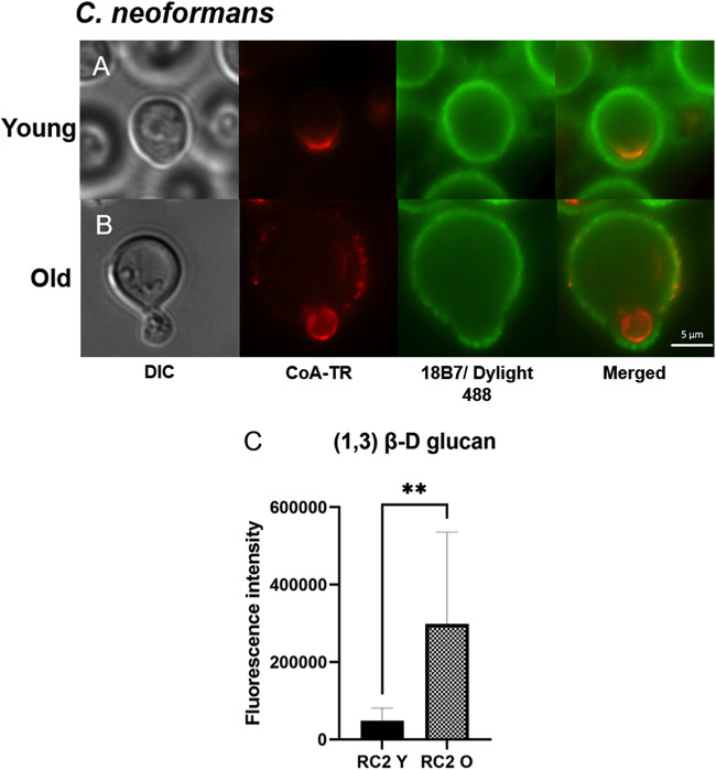 FIG 3