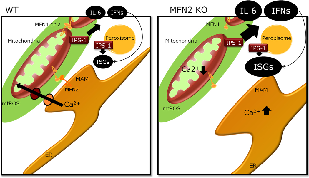 Fig. 2