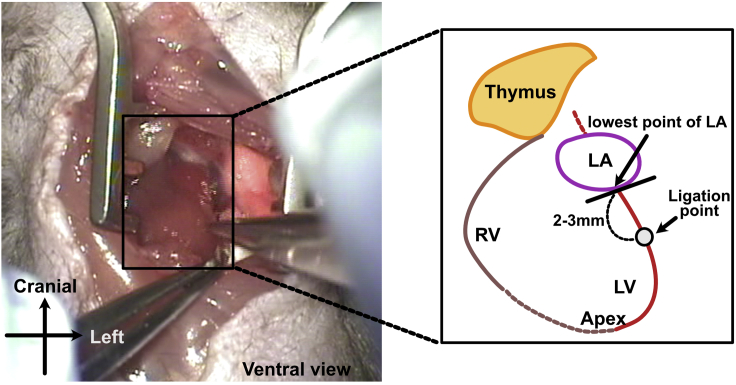 Figure 3