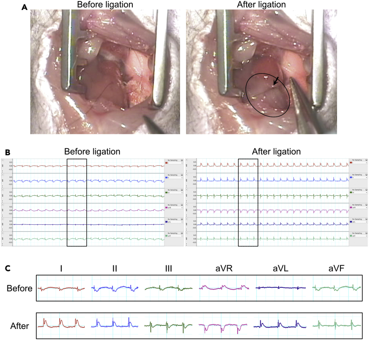 Figure 4