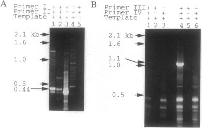 graphic file with name pnas01137-0155-a.jpg