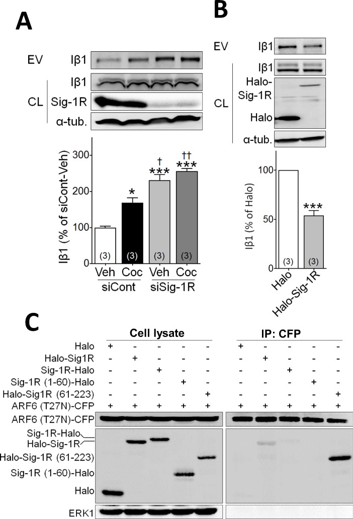 Figure 1—figure supplement 1.