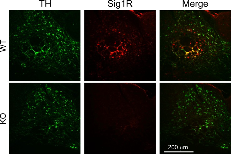 Figure 3—figure supplement 1.