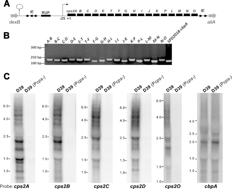 FIG 1