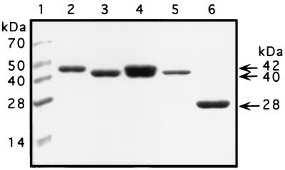 FIG. 1