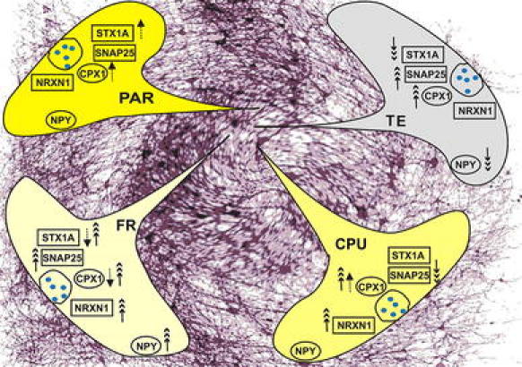 Fig. 1