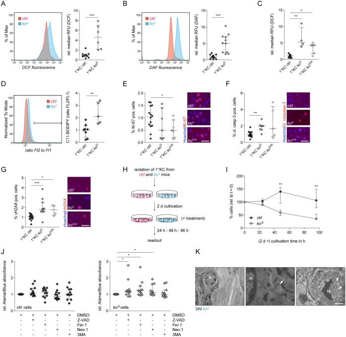 A Glutathione-Nrf2-Thioredoxin Cross-Talk Ensures Keratinocyte Survival ...