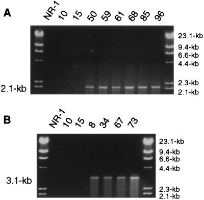 FIG. 2.