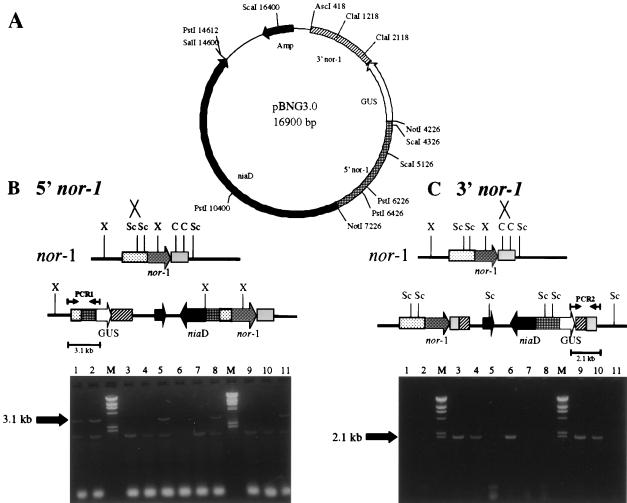 FIG. 8.