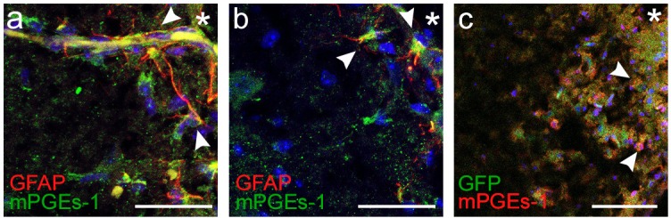 Figure 11—figure supplement 1.