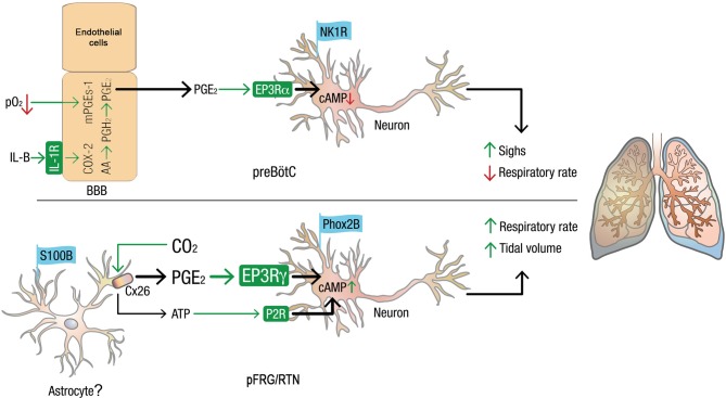 Figure 14.