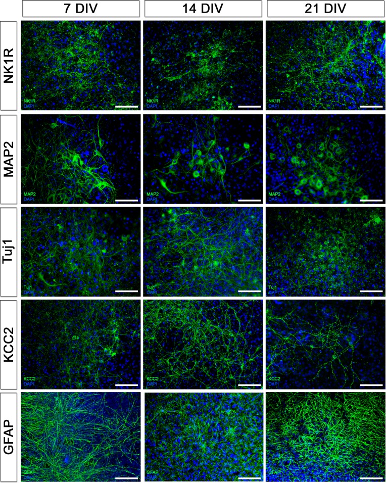 Figure 2—figure supplement 1.