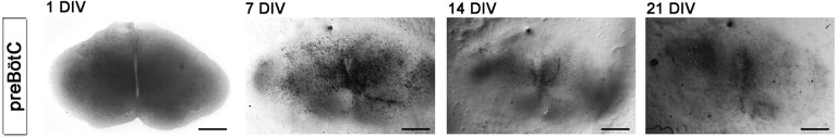 Figure 2—figure supplement 2.