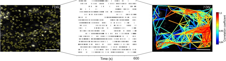 Figure 4—figure supplement 1.