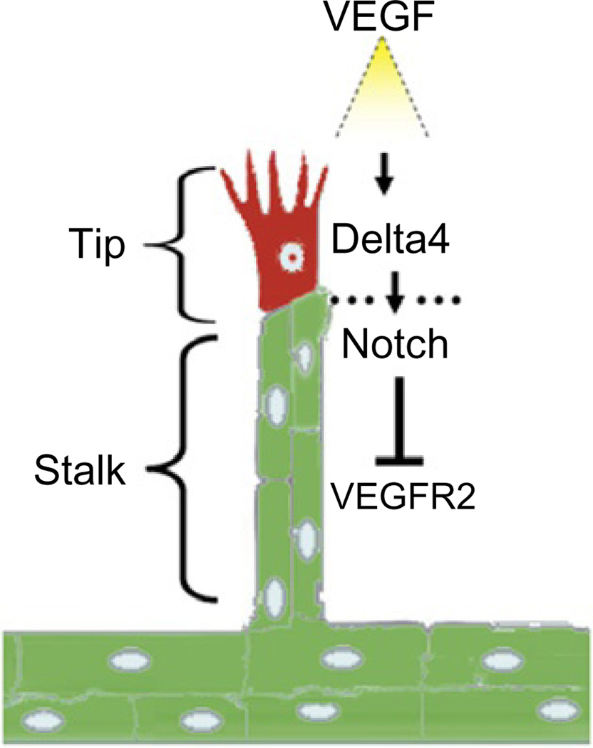 Fig. 5