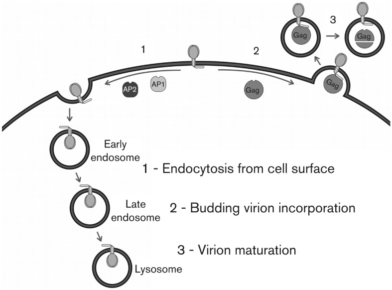 Fig. 6. 