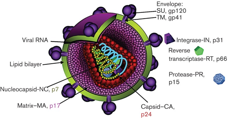 Fig. 1. 