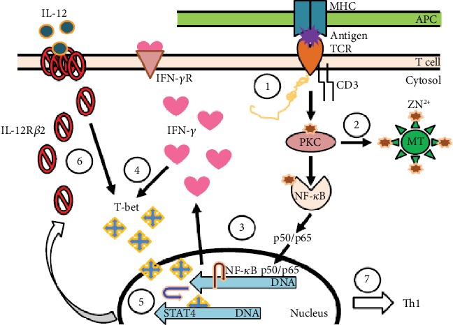 Figure 6