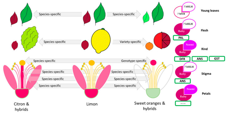 Figure 12