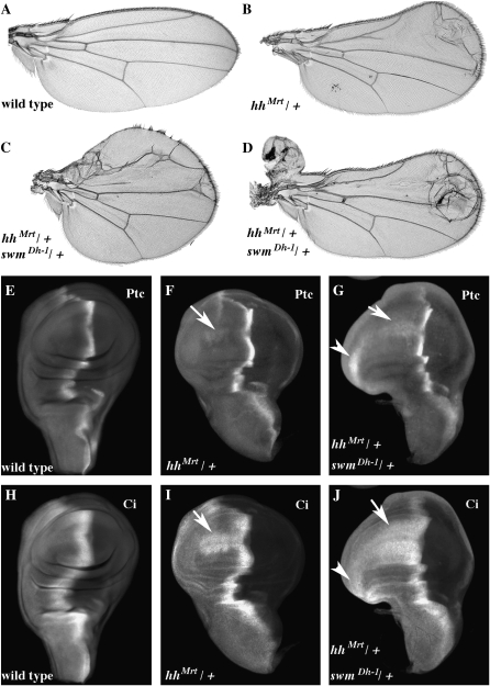 Figure 5.—