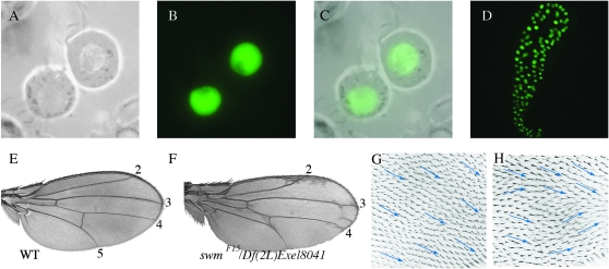 Figure 6.—