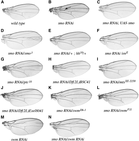 Figure 1.—