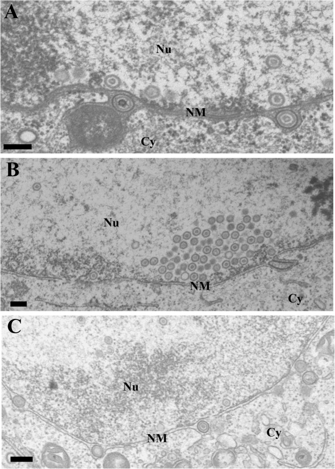 FIG 6