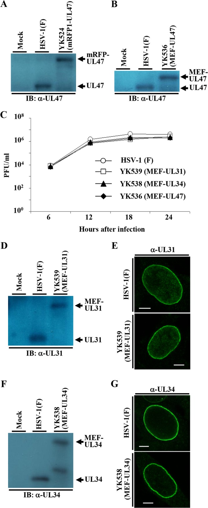 FIG 2