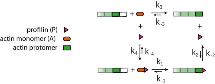 Appendix 1—figure 1.