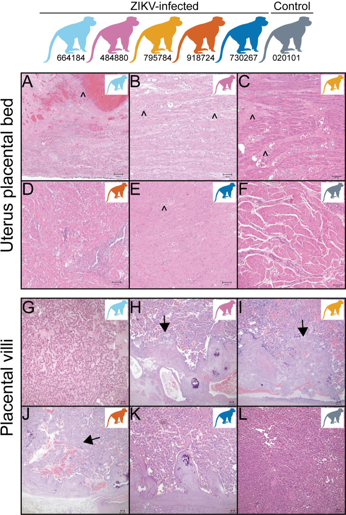 Fig 4