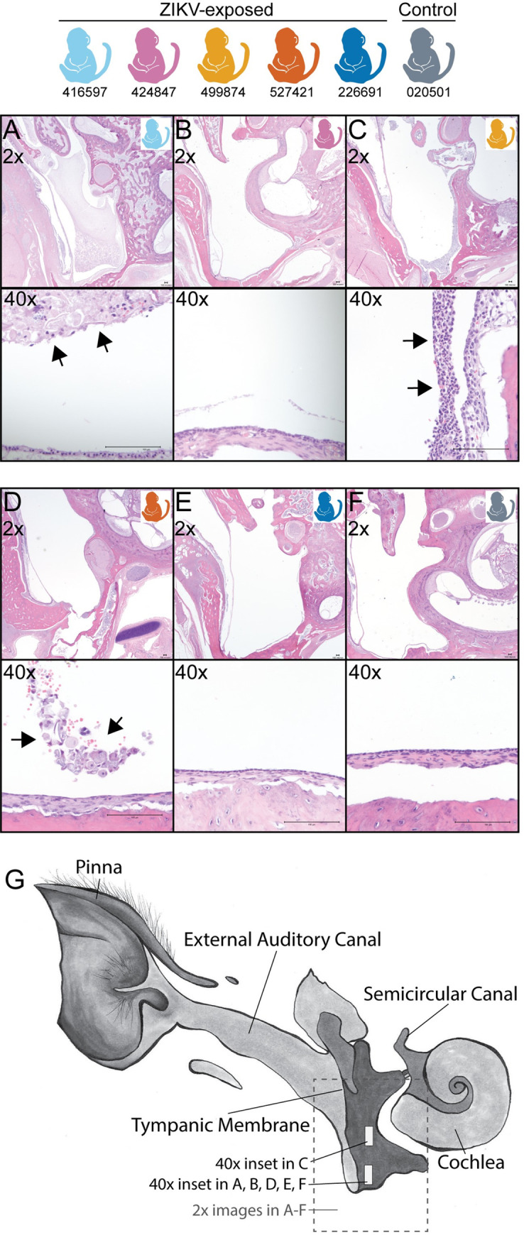 Fig 12