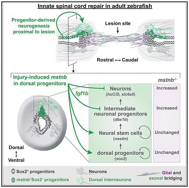 graphic file with name nihms-1852530-f0007.jpg