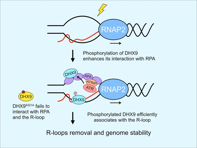 Graphical Abstract