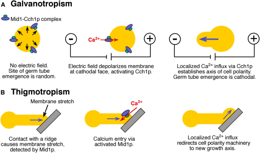 Figure 4