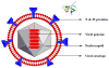 Figure 20