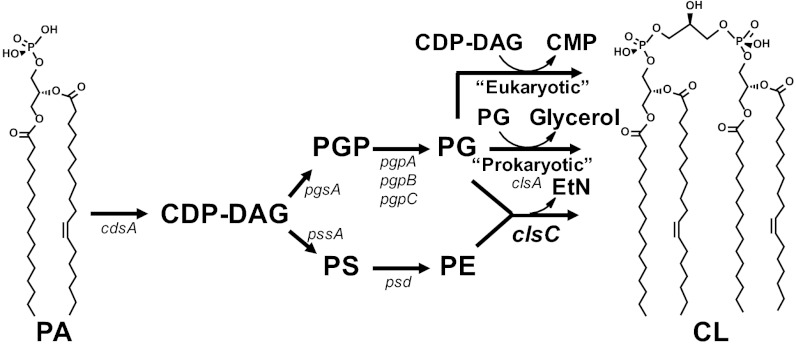 Fig. 1.