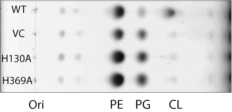 Fig. 5.