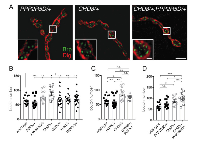 Figure 5—figure supplement 1.