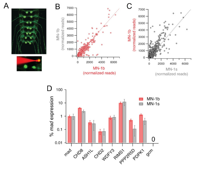 Figure 1—figure supplement 1.