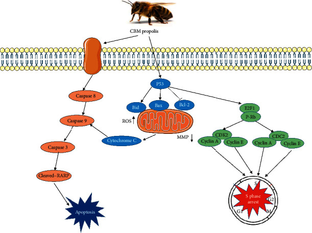 Figure 7