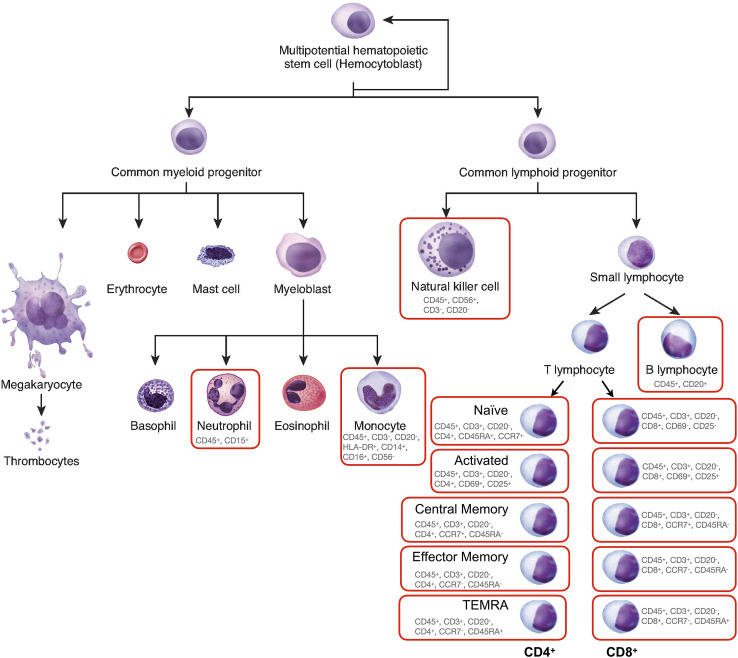 Figure 1—figure supplement 1.