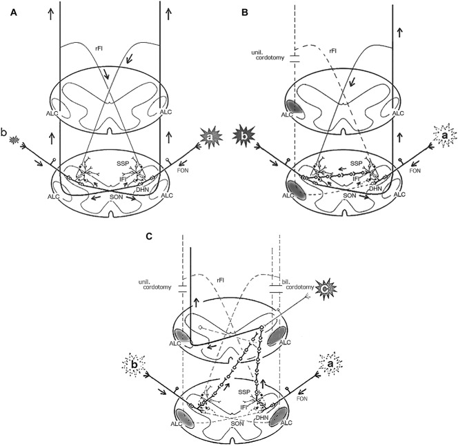 FIGURE 2