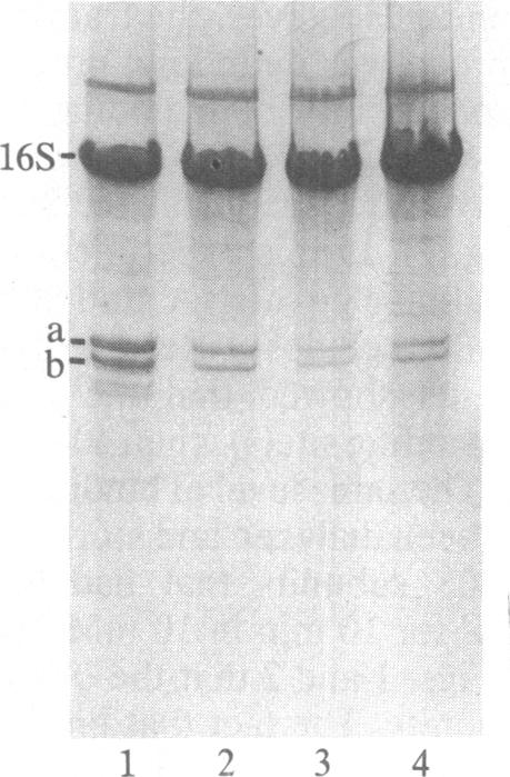 graphic file with name pnas00307-0039-a.jpg