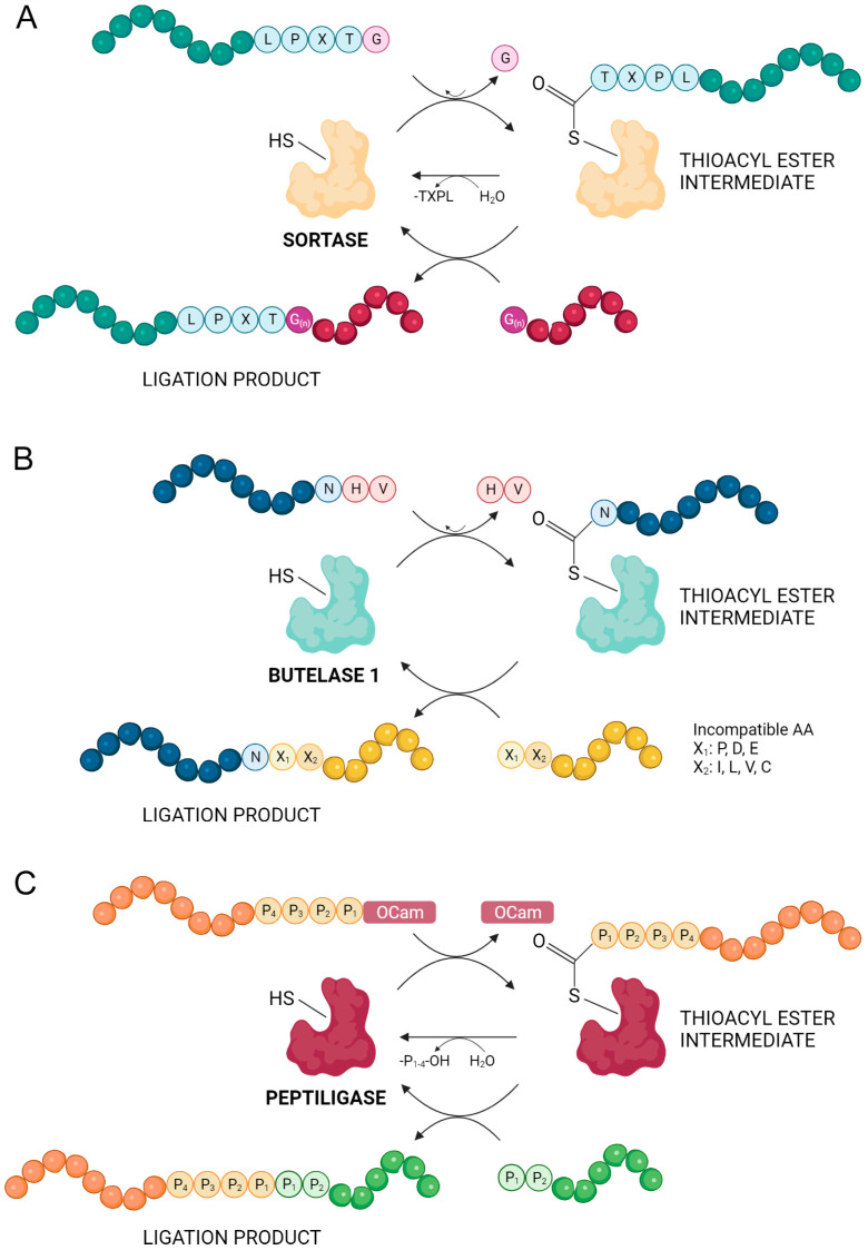 Figure 24