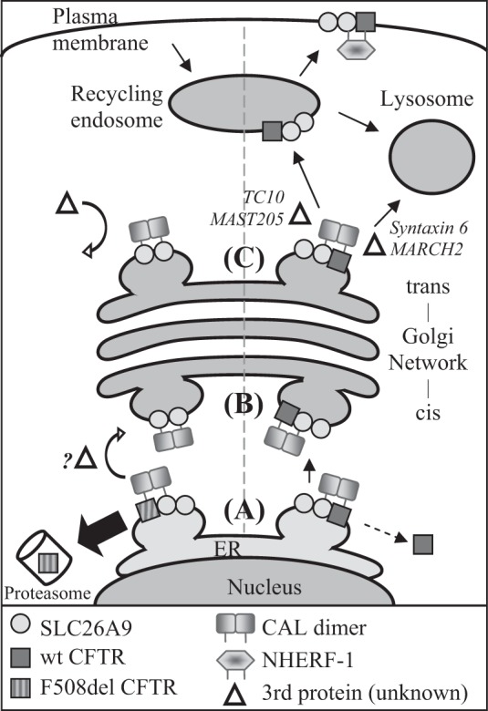 Fig. 8.