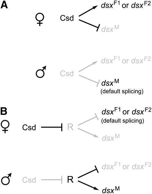 Figure 4.—